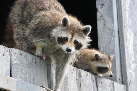 clanctot-baby-raccoon-1056830_1280